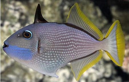 Xanthichthys Auromarginatus