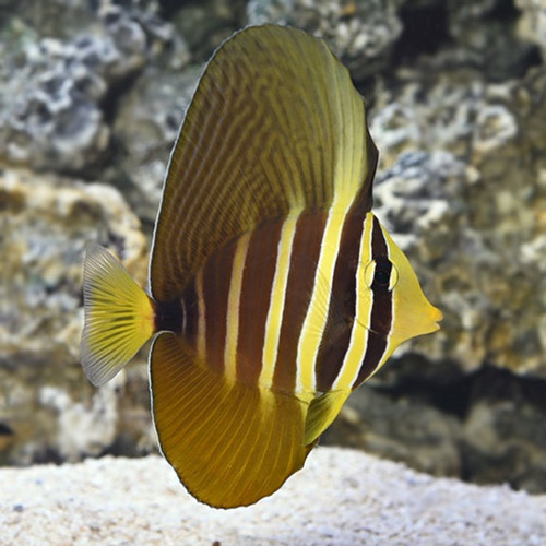 Zebrasoma Veliferum