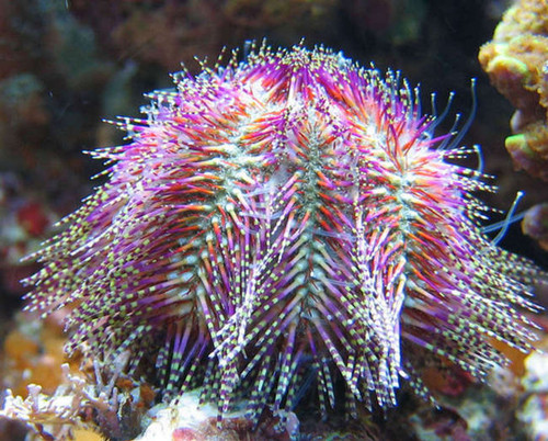 Salmacis spp Red/Pink