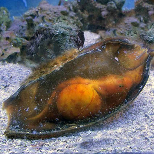 Bamboo Shark Egg (Chiloscyllium Punctatum)