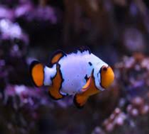 Amphiprion Ocellaris, Snowflake, Small