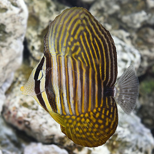 Zebrasoma Desjardini