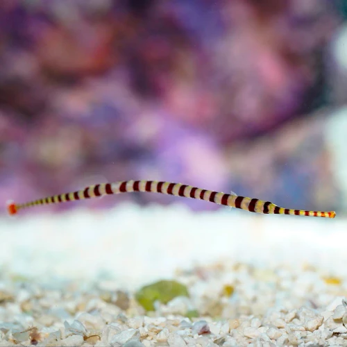 Dunckerocampus Dactyliophorus
