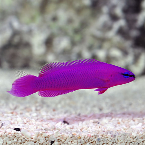 Pseudochromis Fridmani Pair