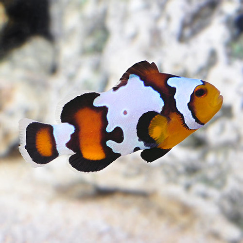 Amphiprion ocellaris, Black ice PaiR