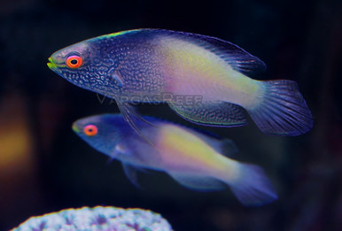 Cirrhilabrus rhomboidalis, Pair Tropestua