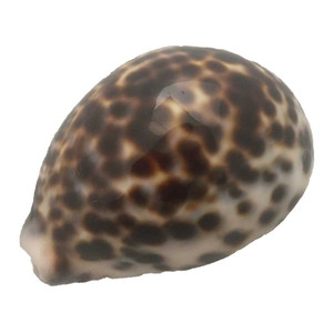 Kowok Shell/5pc  by Papoose Toys| Kowok Shell/5pc  by Papoose Toys|
