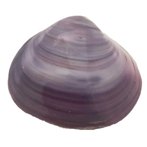 Tok Shell/5pc by Papoose Toys| Tok Shell/5pc by Papoose Toys|