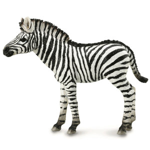 Common Zebra Foal Common Zebra Foal