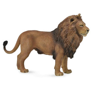 African Lion African Lion