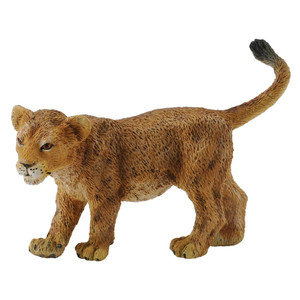 African Lion Cub Walking African Lion Cub Walking