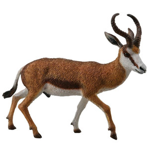 Springbok Springbok