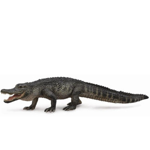 American Alligator American Alligator