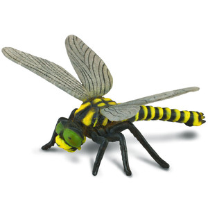 Golden Ringed Dragonfly Golden Ringed Dragonfly