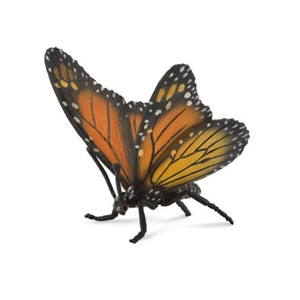 Monarch Butterfly Monarch Butterfly