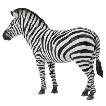 Common Zebra