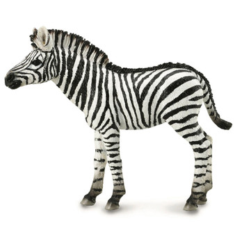 Common Zebra Foal