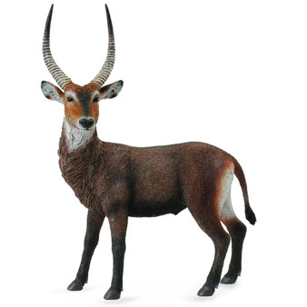 Waterbuck