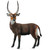 Waterbuck Waterbuck