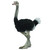 Ostrich Ostrich