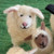 Flock of Sheep | Papoose Toys Flock of Sheep | Papoose Toys
