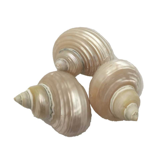 Telempu Shell/5pc  by Papoose Toys|