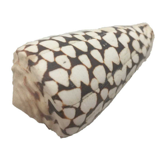 Dion Shell/5pc  by Papoose Toys|