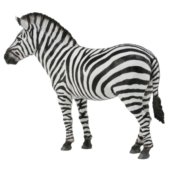 Common Zebra