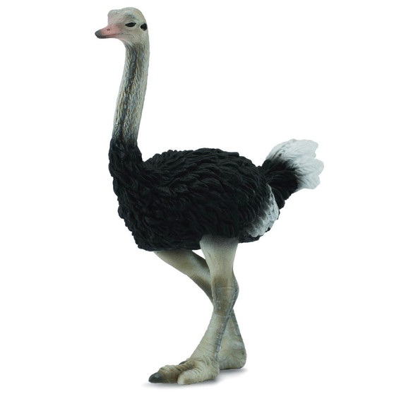 Ostrich