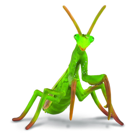 Praying Mantis