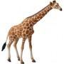 Reticulated Giraffe
