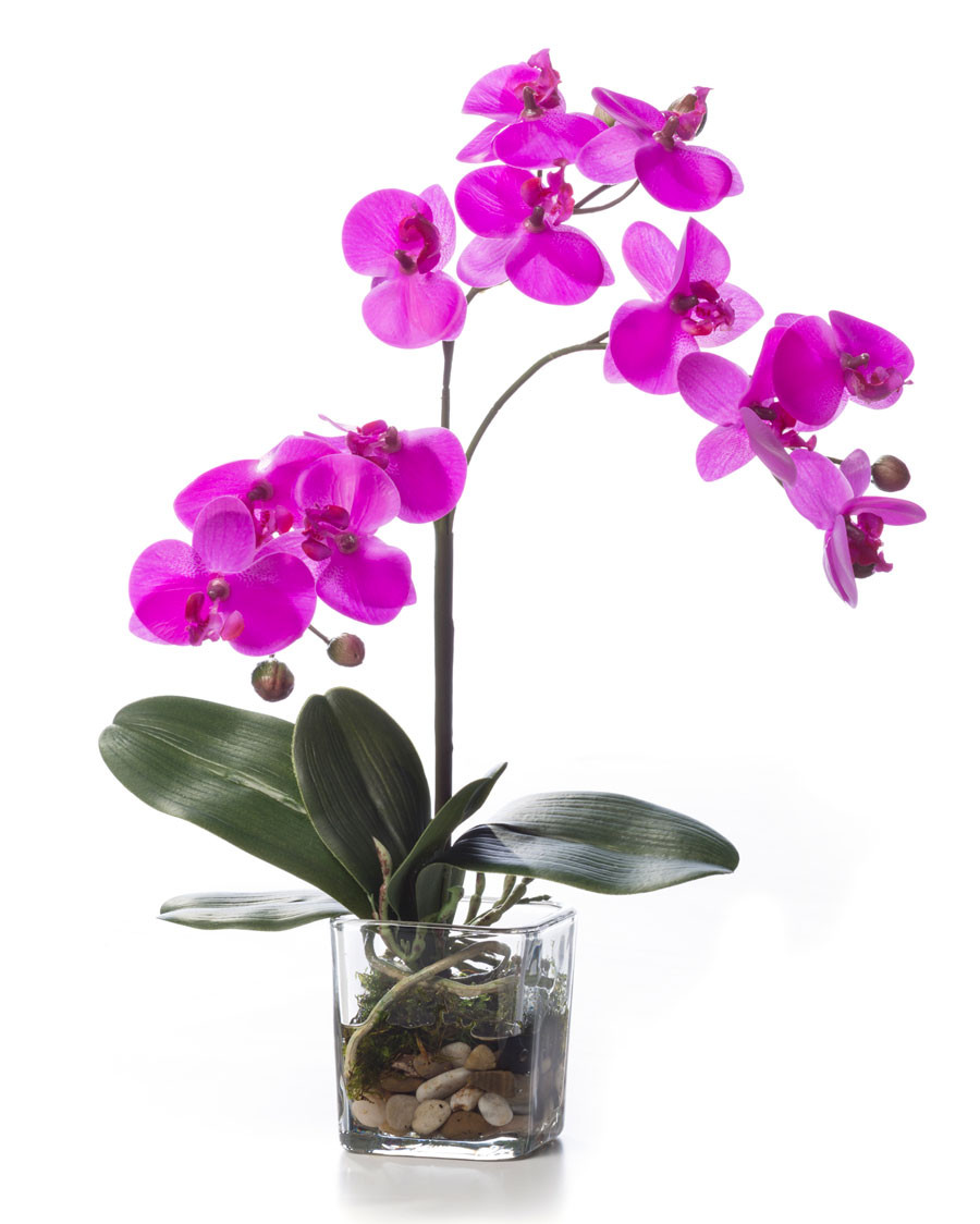 Faux Phalaenopsis Orchid Accent