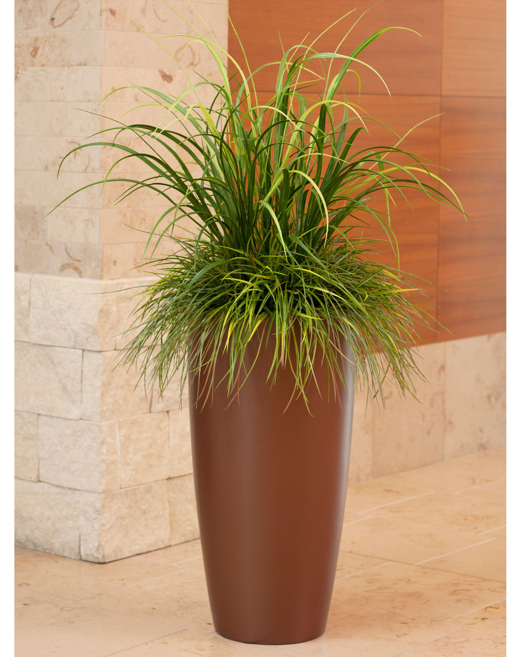 red dracaena varieties Dracaena Dragon Tree Bicolor Bush