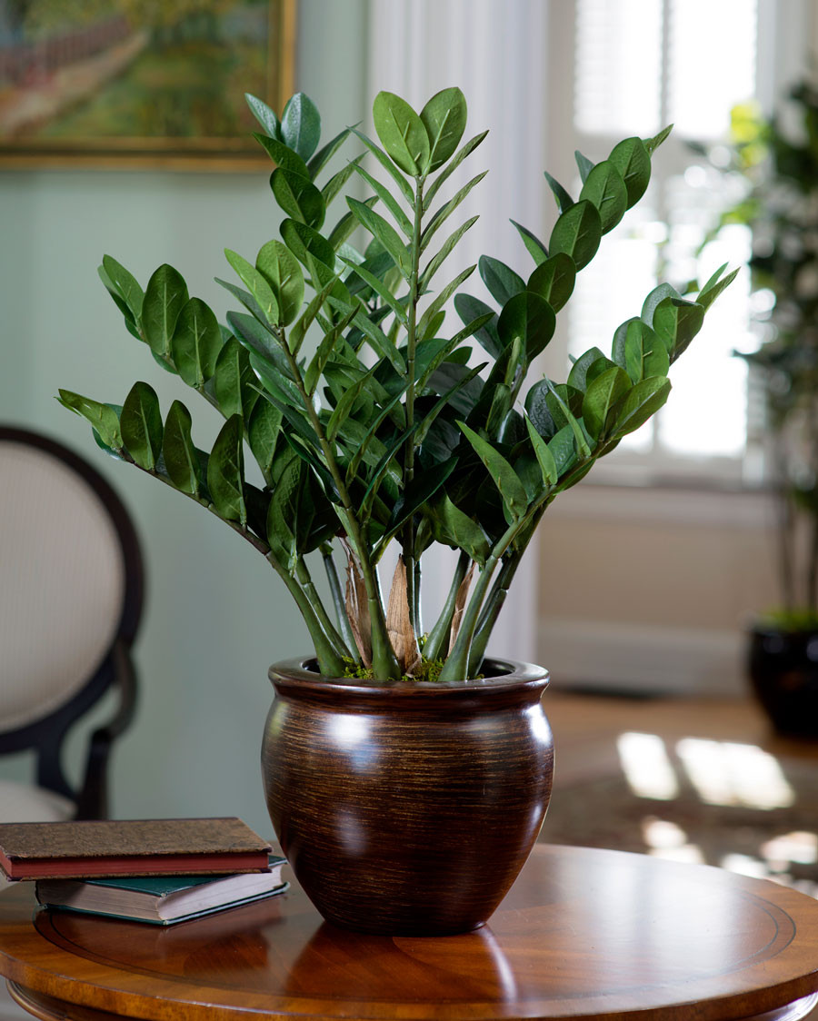 bubble plant Pink Bubble Plant - Callisia repens - Indoor Plants main image 0