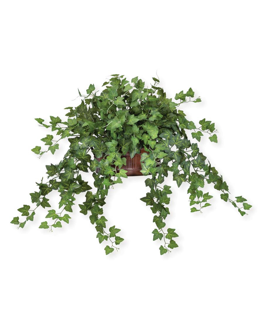 miniature rose plant indoor Mini Indoor Rose Bushes for Sale