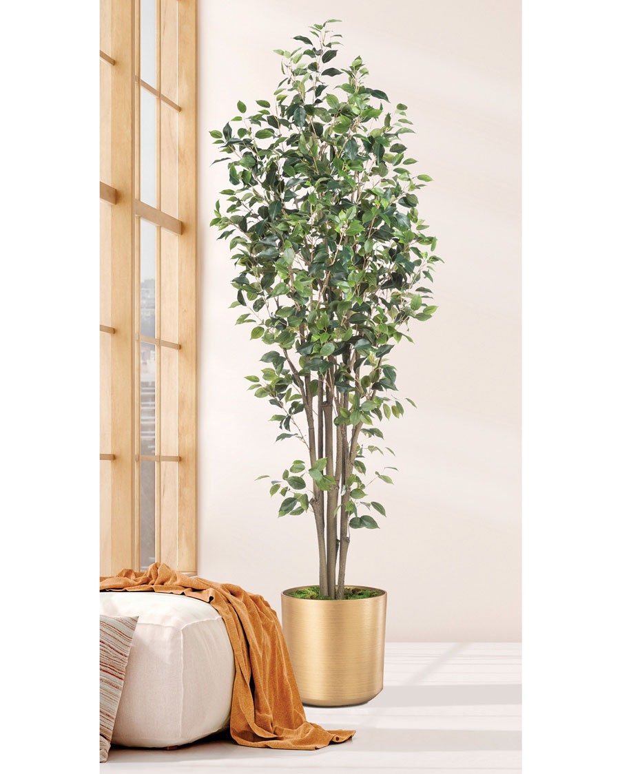 6' Greenhouse Silk Ficus Tree