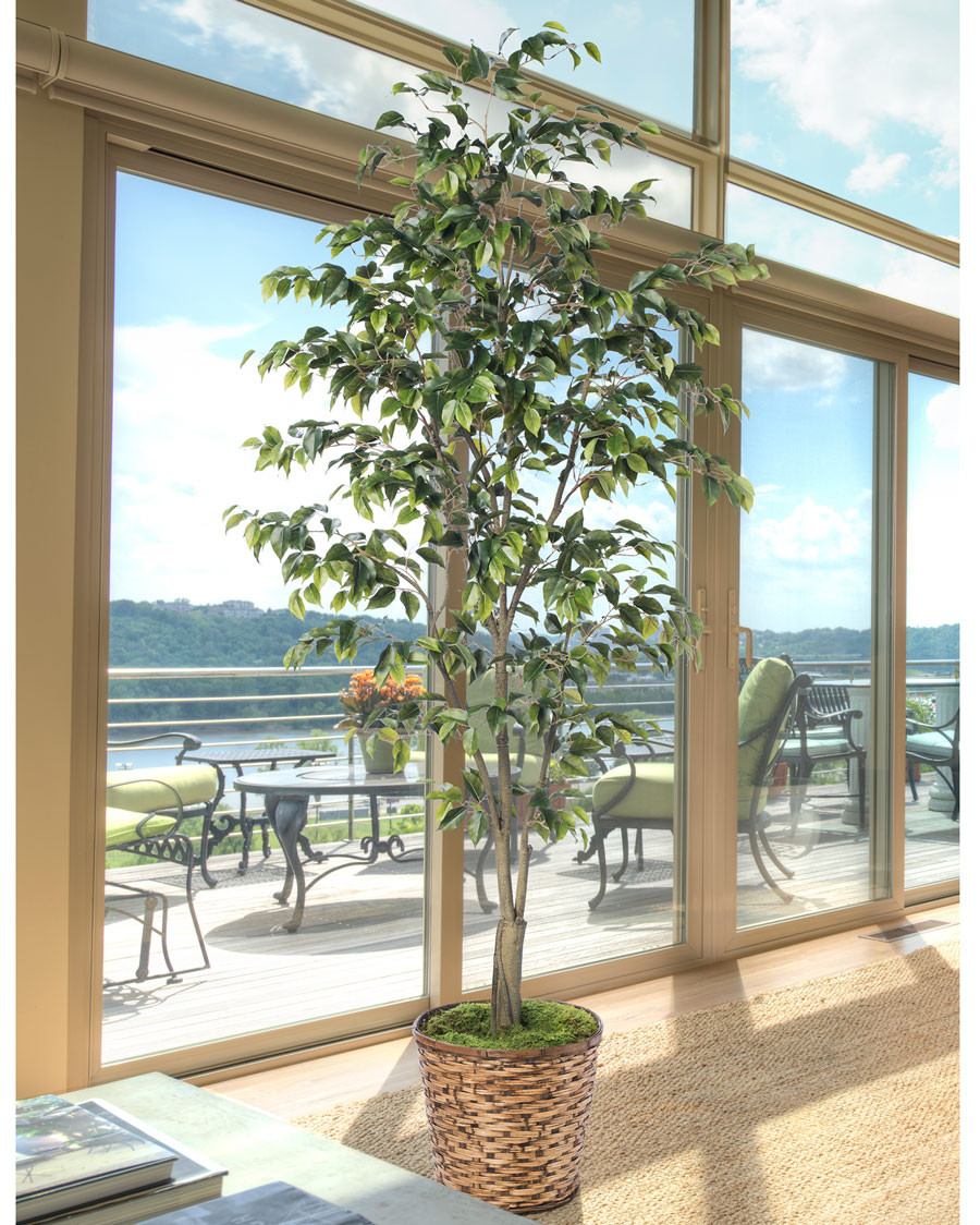 7' Silk Ficus Benjamina Tree from Petals