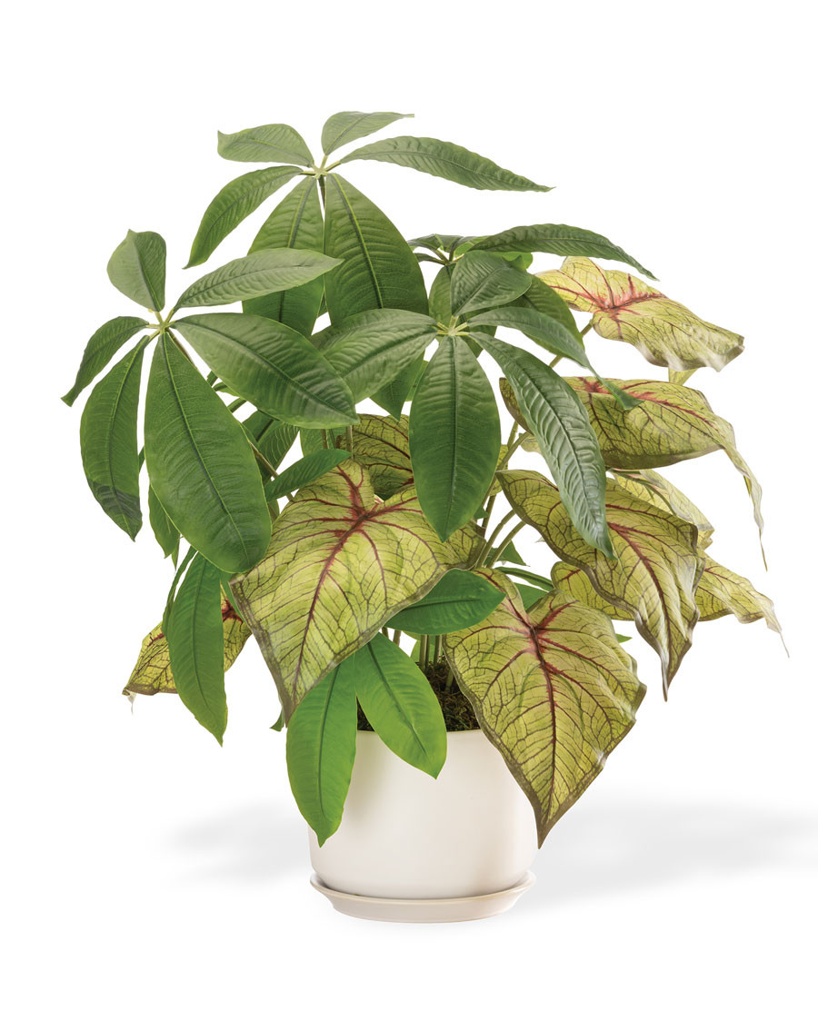 money tree near me Pachira aquatica 'Money Tree'