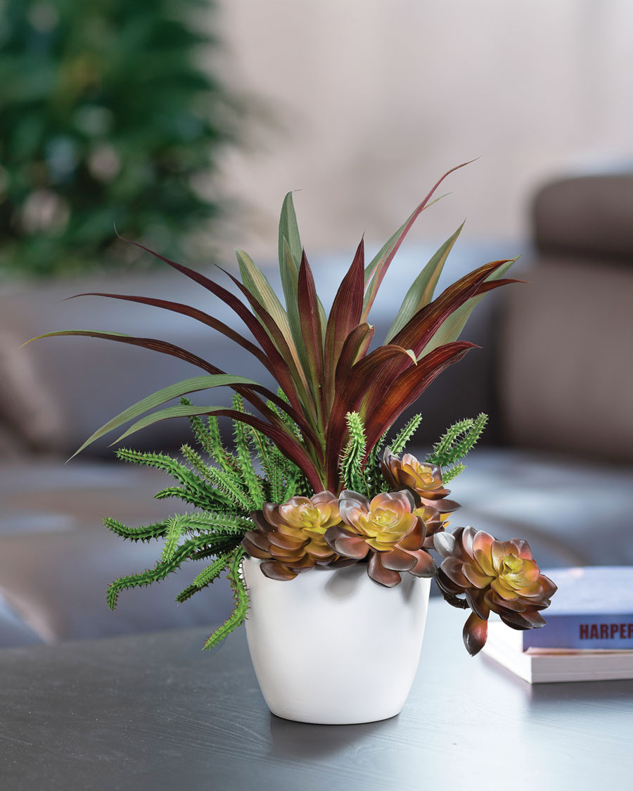 buy monstera deliciosa plant Monstera Deliciosa (seed grown) starter plant **(ALL plants require you to  purchase ANY 2 plants!)** main image 0