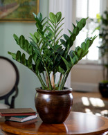Carefree exotic 23" ZZ Silk Plant for tabletop