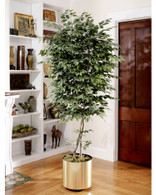 Natural 7' trim silk ficus tree with over 1500 lifelike leaves