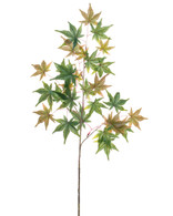 Japanese Maple Branch