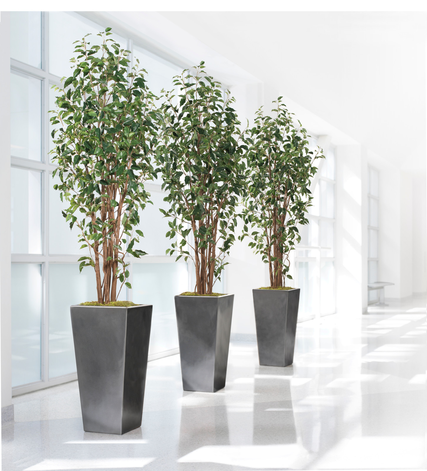 7' Lifelike Greenhouse Silk Ficus Tree from Petals
