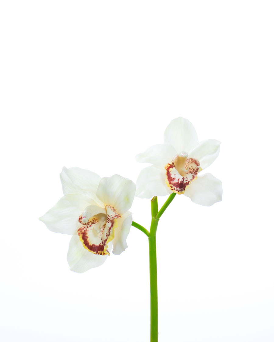 11" Artificial Cymbidium Orchid Flower Stem