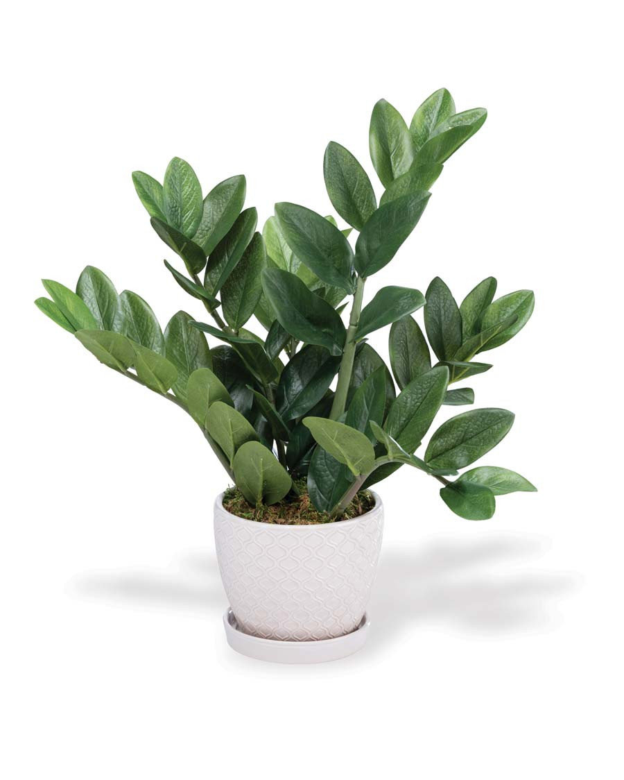 Buy eyecatching, dramatic, and lush green faux ZZ Plant at Petals.