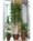 Tall Deluxe Silver Birch - 10ft