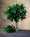 26" Faux Shikiba Artificial Foliage Stem