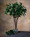 28" Artificial Mistletoe Foliage Spray