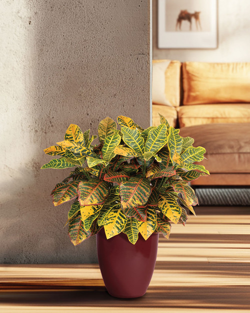 Double Croton Silk Floor Plant
