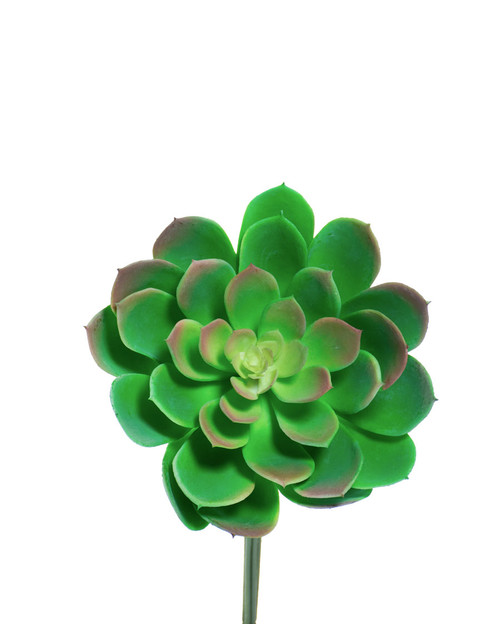 6" Large Echeveria Silk Flower Stem